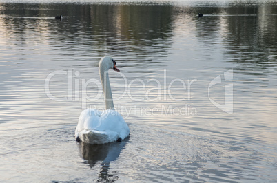 Swan