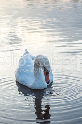 Swan