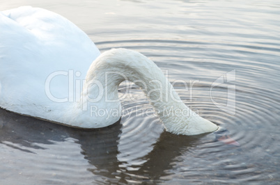 Swan