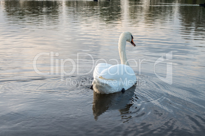 Swan