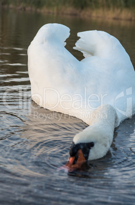 Swan