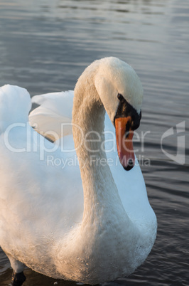 Swan