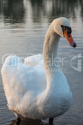 Swan