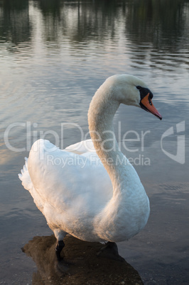 Swan