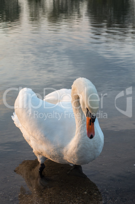 Swan