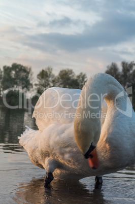 Swan