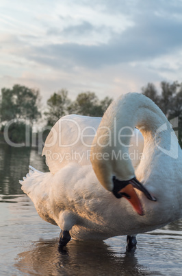 Swan