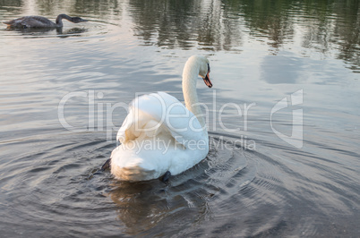 Swan