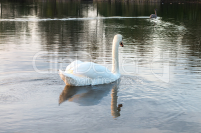 Swan