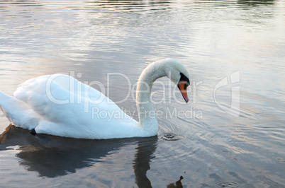 Swan