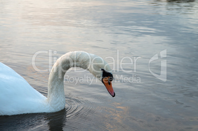 Swan