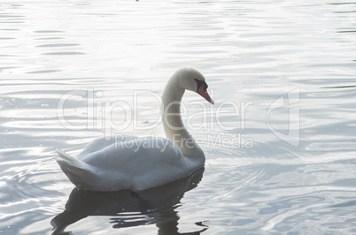 Swan