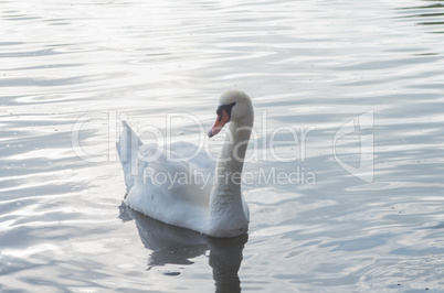 Swan