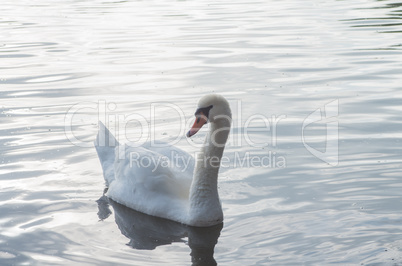 Swan