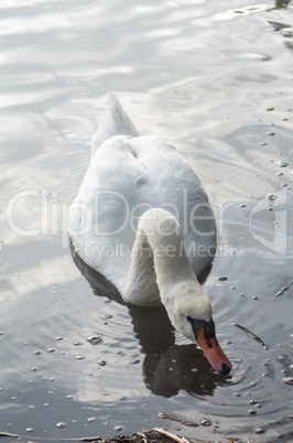 Swan