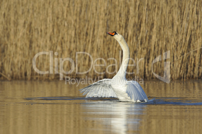 Höckerschwan