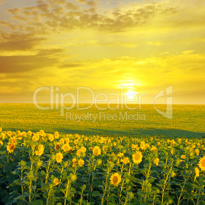 field of sunflowers and sunrise