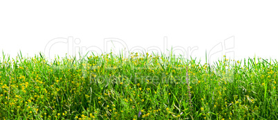 herbs isolated on white background