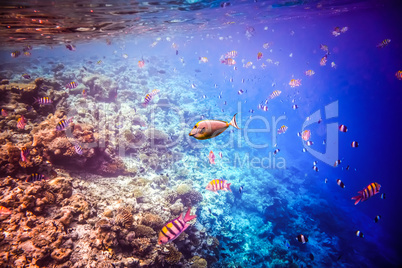 Tropical Coral Reef.