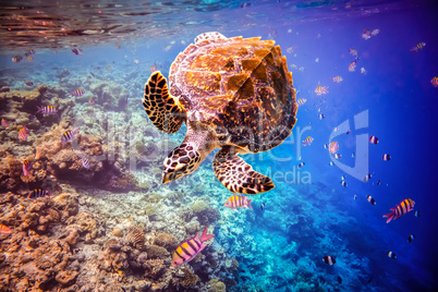 Hawksbill Turtle - Eretmochelys imbricata