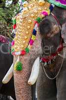 India elephant festival