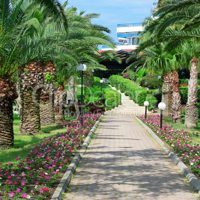 Beautiful palm alley in the park