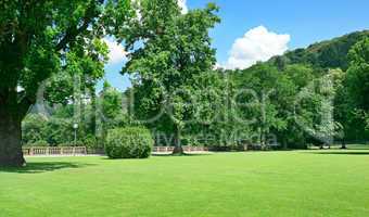 Beautiful meadow in the park