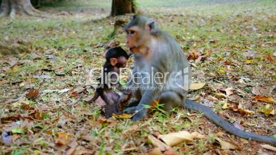 Baby Monkey Playing With Mother