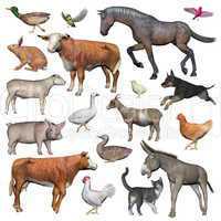 Set of farm animals - 3D render