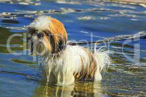 Shih Tzu dog in the water