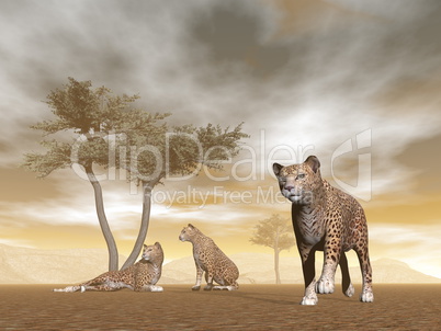 Jaguars in the savannah - 3D render