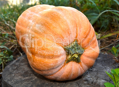 Ripe pumpkin