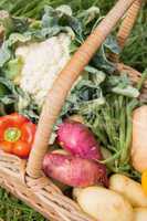 Basket of fresh organic veg