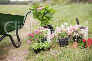 Potted flowers ready to be planted