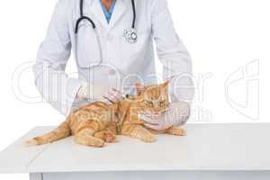 Veterinarian examining a cat