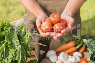 Farmer showing his organic tomatoes