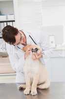 Veterinarian examining teeth of a cute dog