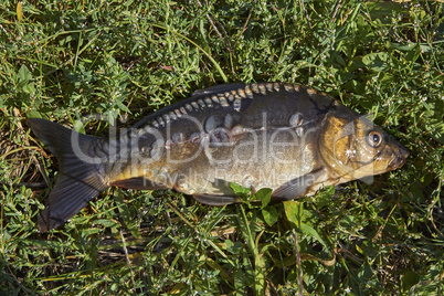 Fish in the grass