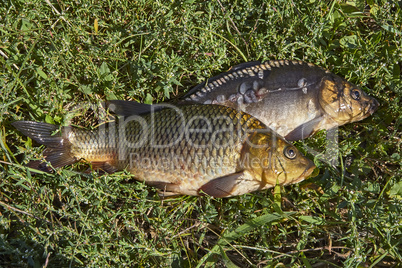 Fish in the grass