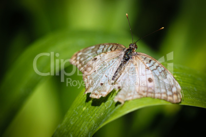 White Peacock Anartia Jatrophae