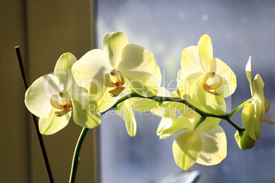 Fine branch of the blossoming yellow orchid
