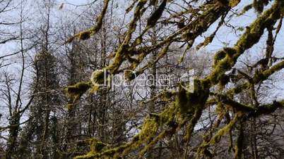 Moss on Trees in Mountain Gorge