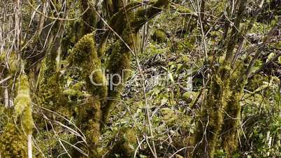 Moss on Trees in Mountain Gorge