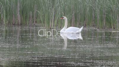 Swan on a pond
