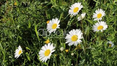 Daisies in a meadow