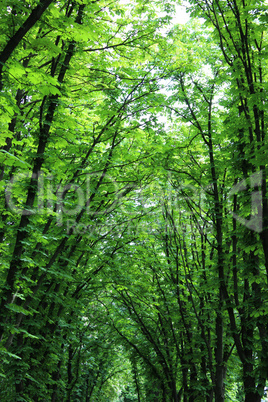 Beautiful huge green trees