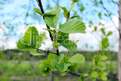 branch of alder in the spring