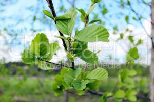 branch of alder in the spring