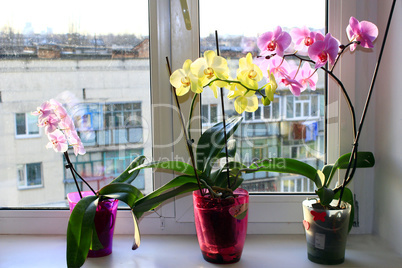 three different blossoming orchids in flowerpots