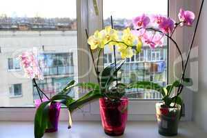 three different blossoming orchids in flowerpots